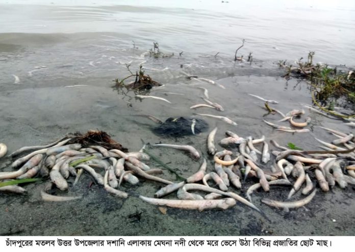 চাঁদপুর মেঘনায় মরে ভেসে উঠছে বিভিন্ন প্রজাতির মাছ