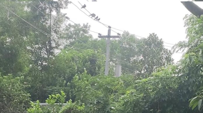কচুয়ায় আবেদন করেও দেড় বছরে সরেনি বাড়ির ওপরের বিদ্যুৎ লাইন