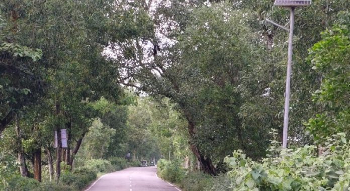 কচুয়া-সাচার-গৌরীপুর সড়কে স্ট্রিট লাইটের বাল্ব চুরি, আতঙ্কে পথচারী-যানবাহন চালক