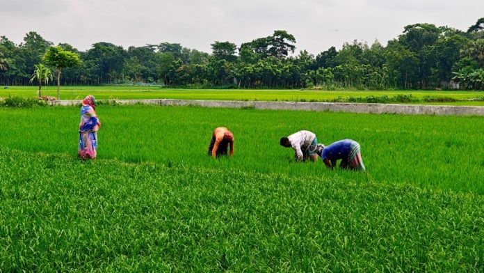 আমনের জমিতে আগাছা দমনে ব্যস্ত মতলব উত্তরের কৃষক