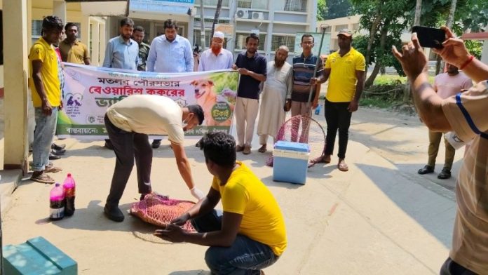মতলব পৌরসভায় বেওয়ারিশ কুকুরকে জলাতঙ্কের টিকা কার্যক্রম শুরু