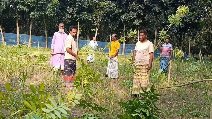 শিবগঞ্জে কবরস্থানের ১৪০ মেহগনি গাছ কেটে ফেলার অভিযোগ