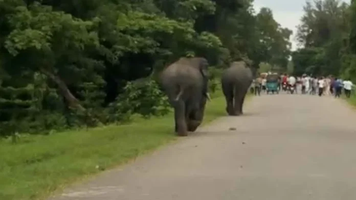 চট্টগ্রামের কেইপিজেডে দুই বন্য হাতির বিচরণ, এলাকায় আতঙ্ক