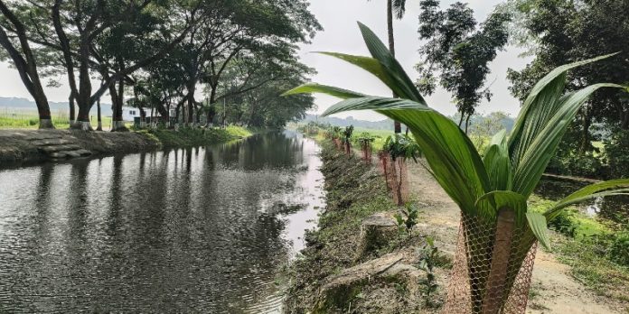 পরিবেশ রক্ষায় চাঁদপুর সদরে ৩০ হাজার চারা রোপণ