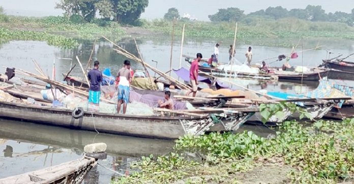 মতলব উত্তরে নিষেধাজ্ঞার মধ্যেও ইলিশ শিকার ও বেচাকেনার অভিযোগ